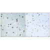 KLHL29 Antibody PACO22382