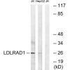 LDLRAD1 Antibody PACO22392