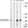 LDLRAD2 Antibody PACO22393
