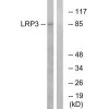 LRP3 Antibody PACO22397