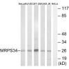 MRPS34 Antibody PACO22420