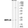 MRPL49 Antibody PACO22424