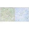 NPAS4 Antibody PACO22467