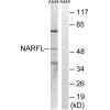 NARFL Antibody PACO22477