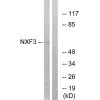 NXF3 Antibody PACO22479