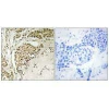 NOM1 Antibody PACO22482
