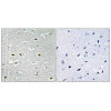 URB1 Antibody PACO22484