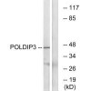 POLDIP3 Antibody PACO22507