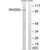 ARHGAP9 Antibody PACO22569