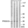 PRSS33 Antibody PACO22591