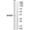 SH2D5 Antibody PACO22609