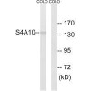 SLC4A10/SLC4A8 Antibody PACO22625