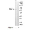 TBX18 Antibody PACO22644