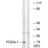 TCEAL1 Antibody PACO22653