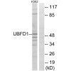 UBFD1 Antibody PACO22675