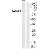 ANKRD20A1 Antibody PACO22712