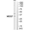 MED27 Antibody PACO22715