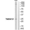 TMEM101 Antibody PACO22773