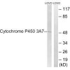 CYP3A7 Antibody PACO22778