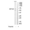 ZNF329 Antibody PACO22839