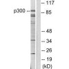EP300/CREBBP Antibody PACO23129