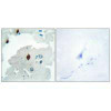 PTTG1IP Antibody PACO23232
