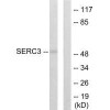 SERINC3 Antibody PACO23243