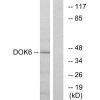 DOK6 Antibody PACO23256