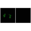 CSNK1A1L/CSNK1A1 Antibody PACO23264