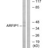 ARFIP1 Antibody PACO23383