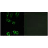 CNN2 Antibody PACO23399