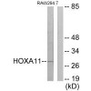 HOXA11/HOXD11 Antibody PACO23443