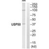 USP50 Antibody PACO23444