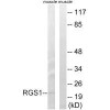 RGS1 Antibody PACO23474