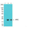 ARC Antibody PACO23635