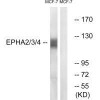 EPHA2/EPHA3/EPHA4 Ab-588/596 Antibody PACO23718