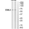 EPS8L3 Antibody PACO23759