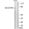 SLC27A5 Antibody PACO23797