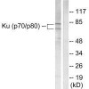 XRCC6/XRCC5 Antibody PACO23829
