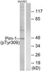 Phospho-Pim1 Tyr309 Antibody PACO24089