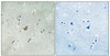 Phospho-EPHA3 Tyr779/833 Antibody PACO24109