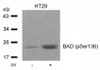 Phospho-Bad Ser136 Antibody PACO24248