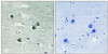 Phospho-MERTK/TYRO3 Tyr749/681 Antibody PACO24391