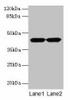 ACTRT2 Antibody PACO24743