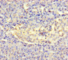 AMTN Antibody PACO24896