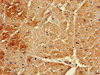 B3GALT2 Antibody PACO25184