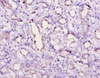 C5 Antibody PACO25384