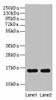 Hemoglobin Antibody PACO25552