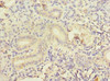 CCNJL Antibody PACO25560