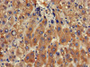 CLRN2 Antibody PACO25809